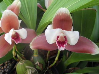Orchids - aloha botanicals maui